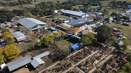 Las Nacionales 2025 llegan a Corrientes con lo mejor de la genética bovina y equina