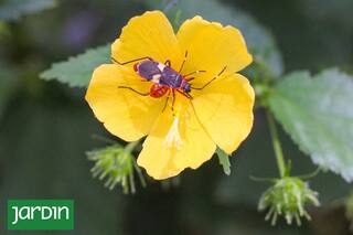 10 plantas nativas que hay que tener porque florecen aunque haga frío