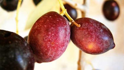 Las negras se usan para comer, para hacer aceite se cosechan verdes.