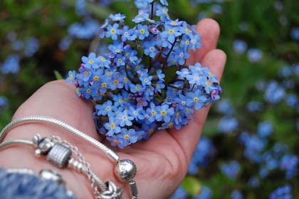 Las "no me olvides" son de cuidado fácil, pero requieren atención