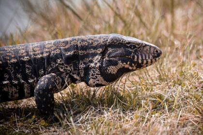 Las normas de Florida y Georgia permiten la captura o eliminación de estos animales, siempre y cuando sea en terrenos privados con autorización del dueño (Canva)