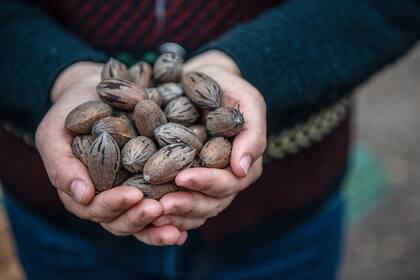 Las nueces contienen selenio, un poderoso antioxidante que interviene en la regulación del estado de ánimo