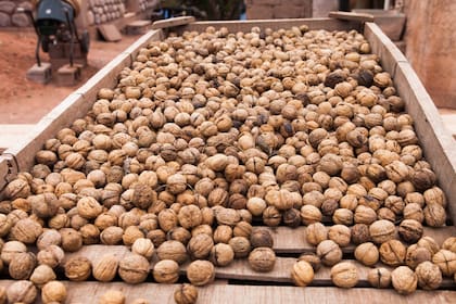 Las nueces se secan en el patio de la casa, bajo el intenso sol riojano.