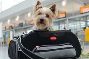 Cuáles son los nuevos requisitos para viajar con mascotas a EE.UU. tras la última actualización