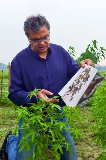Las nuevas plantas de algodón de phuti karpas son idénticas a las que se usaban para cultivar la muselina de Dhaka hace cientos de años