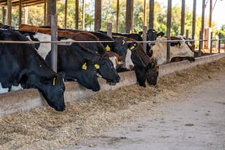 Semen sexado: una herramienta para acelerar el mejoramiento de los rodeos