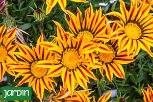 Las nuevas tendencias en jardinería apuntan hacia jardines de estilo naturalista, fundamentalmente cuando no se desea consumir más agua que la imprescindible