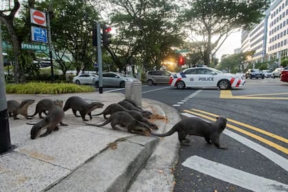 En Singapur surgieron grupos de "observadores de nutrias" que se dedican a protegerlas y a registrar su comportamiento