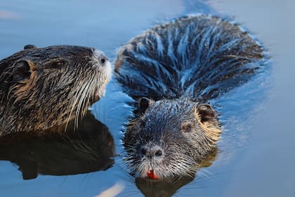 Las nutrias son roedoras semiacuáticas originarias de Sudamérica, tienen cuerpos robustos, patas traseras palmeadas, colas largas y dientes anaranjados