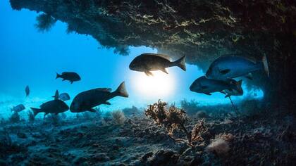 Las olas de calor en el mar pueden tener un serio impacto en la pesca
