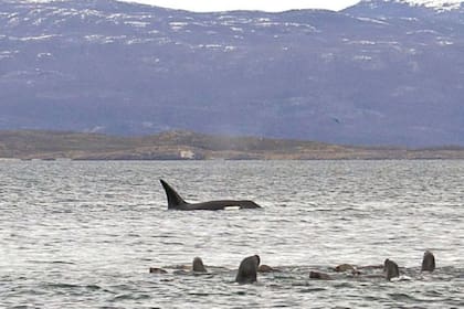 Las orcas cazan lobos marinos y focas en el Canal de Beagle