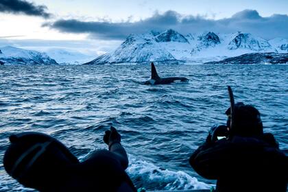 Las orcas nadan en las aguas de la región del fiordo de Reisafjorden, en el Círculo polar ártico, el 13 de enero
