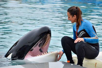 Las orcas son conocidas por su inteligencia