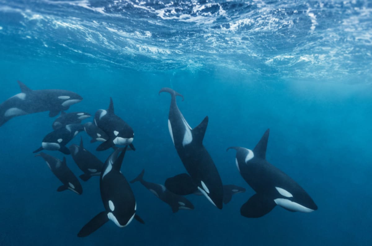 Orcas atacando navios em Gibraltar desenvolveram sua própria linguagem