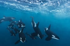 Las orcas que atacan barcos en Gibraltar desarrollaron su propio lenguaje