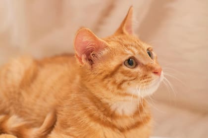 Las orejas de los gatos suelen presentar irritaciones, úlceras e incluso secretar sustancias. Estas son las señales de alerta que hay que tener en cuenta para llevarlo al veterinario