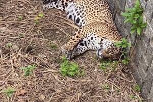 Las organizaciones apuntan que dos días después de haber sido trasladada desde Chaco a Buenos Aires, la yaguareté parió un cachorro, cuando hablaban de un traslado por el deterioro de su salud