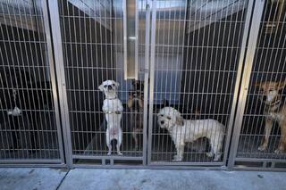 Las secuelas inesperadas del plan de deportación masiva de Trump: refugios al límite por abandono de mascotas