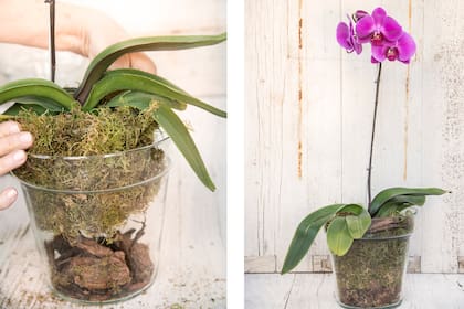 Las orquídeas epífitas son un ejemplo perfecto de plantas que no necesitan tierra para vivir, crecen sobre otras superficies, como ramas o cortezas, y obtienen nutrientes del ambiente