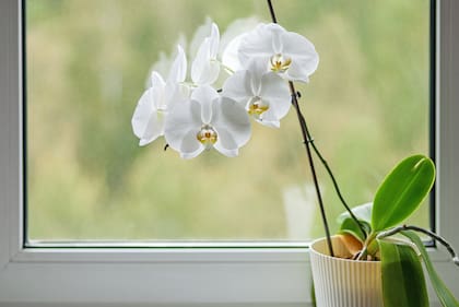 Las orquídeas ofrecen frescura en cada rincón de nuestro hogar (Phalaenopsis amabilis)