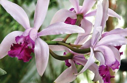 Hay muchas variedades de de las orquídeas 