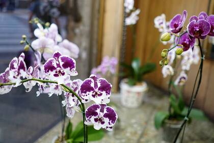 Las orquídeas son un sello distintivo del lugar