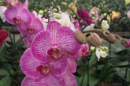 La phalaenopsis es uno de los ejemplares más lindos y fáciles de cuidar