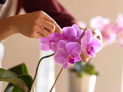Las orquídeas son una de las flores que estarán presentes en el local