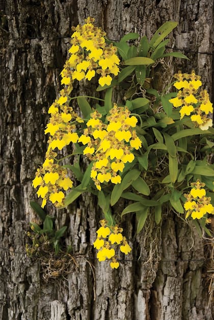 Las orquídeas tienen la semilla más pequeña y este género cuenta con más de 35.000 especies.