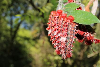 Las orugas de mariposa Bandera Argentina