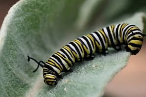 Las orugas de mariposas monarca tienen mecanismos que las hacen inmunes a las toxinas de la planta de algodoncillo