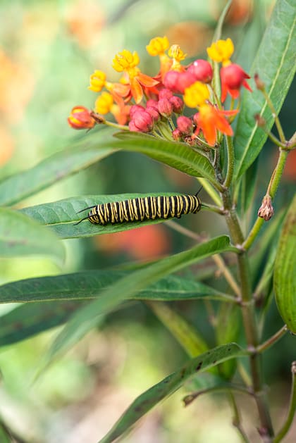 Las orugas se alimentan de las hojas de las asclepias
