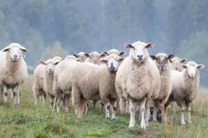 El misterio de las 208 ovejas que saltaron desde un precipicio hacia su muerte