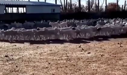 Las ovejas caminan en círculos incluso durante el día