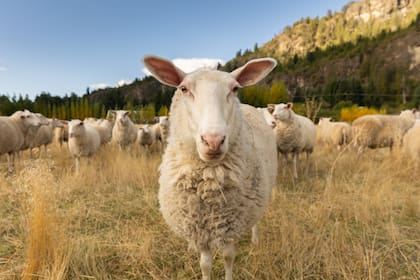 Las ovejas de la chacra en las afueras de El Bolsón son de raza frisona, una raza lechera de Alemania.