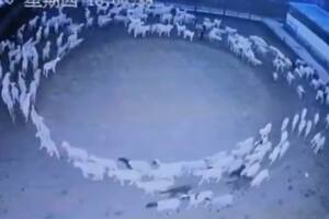 El extraño fenómeno del rebaño de ovejas que no para de caminar en círculos