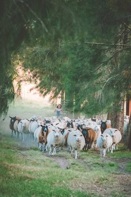 Las ovejas en La Vigna.