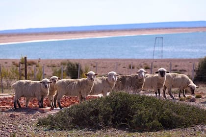 Las ovejas forman parte del paisaje natural de Cabo Raso