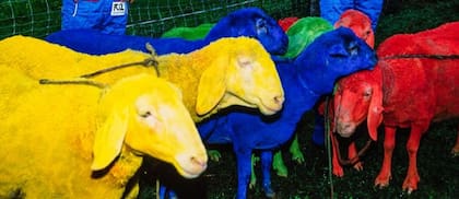 Las ovejas producen la materia prima esencial para Benetton.