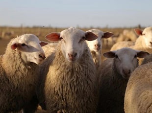 Las ovejas son de la raza Pampinta