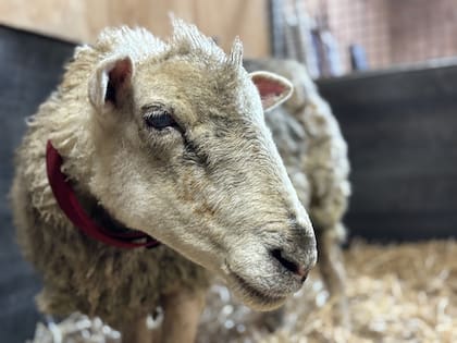 Las ovejas son muy sociables y poseen sofisticadas habilidades emocionales que les permiten reconocer rostros humanos y animales.