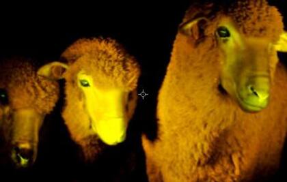 Las ovejas tratadas genéticamente se iluminan en la oscuridad