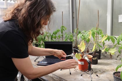 "Las palabras de las plantas que observamos pudieron ser grabadas hasta una distancia de cinco metros", dice la académica Lilach Hadany