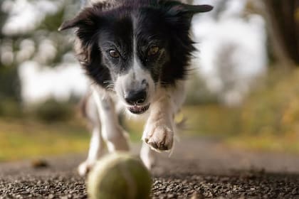 Las palabras indicativas son las más comprendidas por los perros (Foto Pexels)