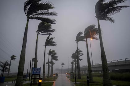 Las palmeras Charlotte Harbor, de Florida, resisten los fuertes vientos, en una de las zonas más afectadas