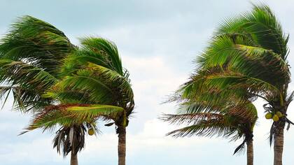 Las palmeras de Gulfstream ya sienten la fuerza del viento