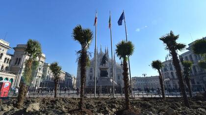 Las palmeras de la discordia