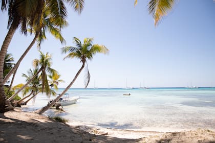 Las palmeras inclinadas sobre el mar, una clásica postal de la isla Saona