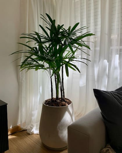 Las palmeras Raphis son las más recomendadas para aquellas personas que recién empiezan a incursionar en la jardinería