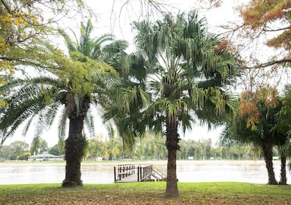 Las palmeras son muy importantes para la economía mundial por los productos que se obtienen de ellas, como aceites y fibras.